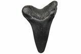 Fossil Broad-Toothed Mako Tooth - South Carolina #212043-1